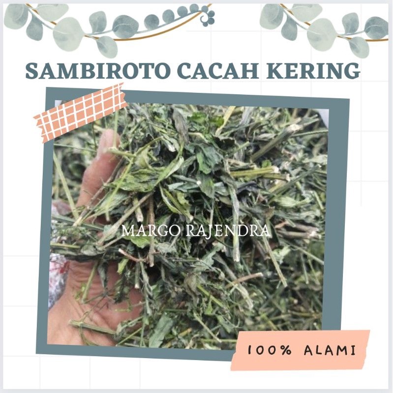 Sambiloto Cut Dried Herb 500g Bitter Leaf Botanical Tea Bulk Refill