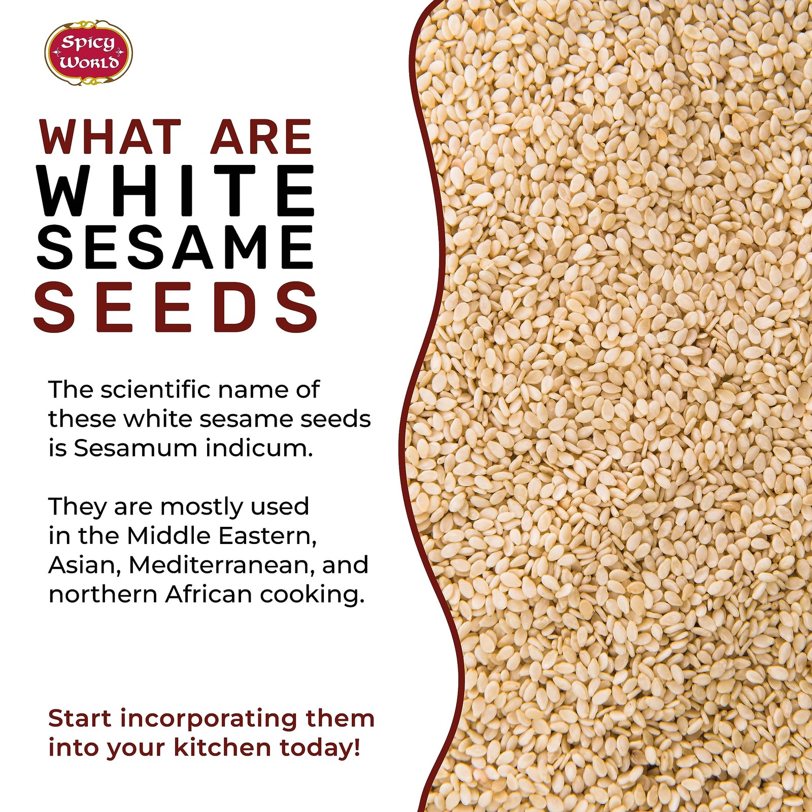 Spicy World White Sesame Seeds 3 LB Bag – Natural, Raw, 3 Pound (Pack of 1)