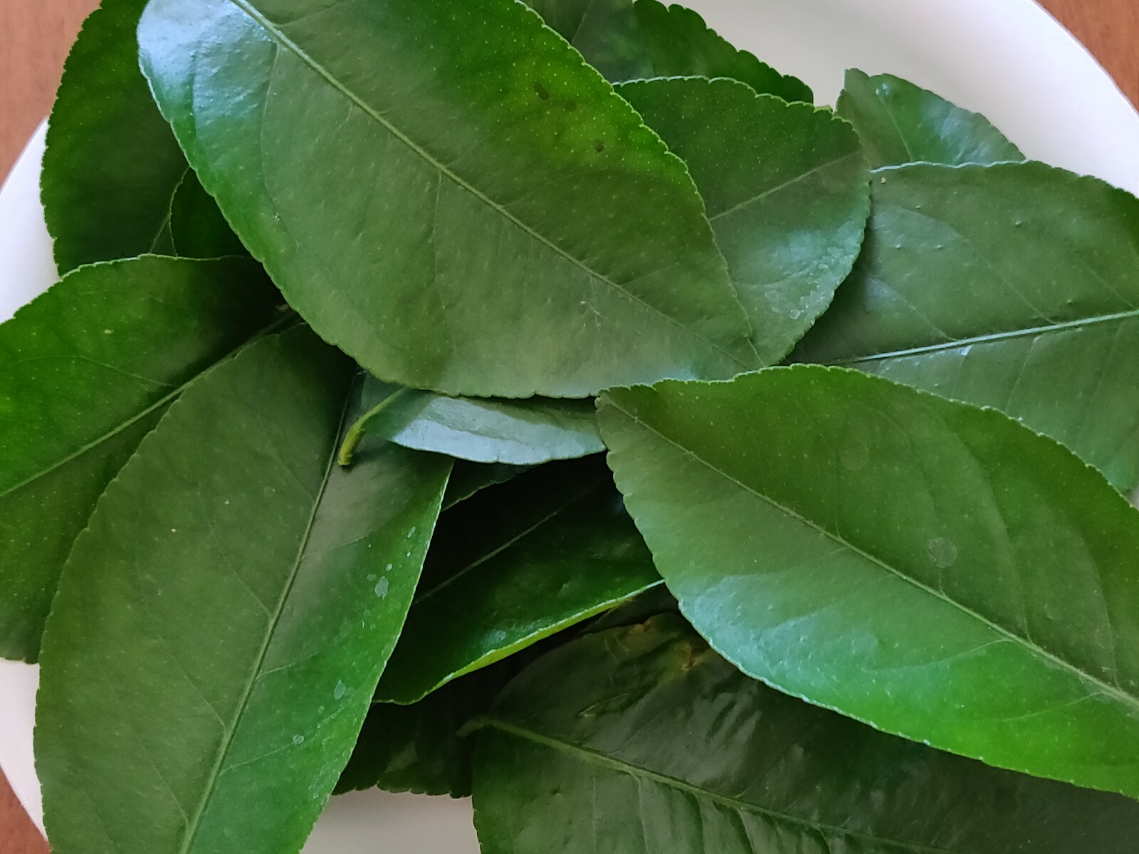100 HOJAS DE LIMON ORGANICAS FRESCAS 100 FRESH ORGANIC LEMON LEAVES