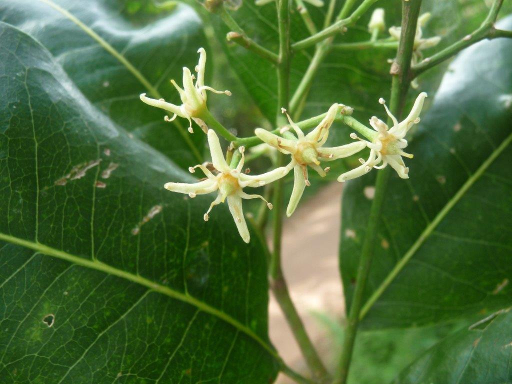Claw Flowered Dried Laurel Ankenda Acronychia Pedunculata Muttanari 3.5-26oz