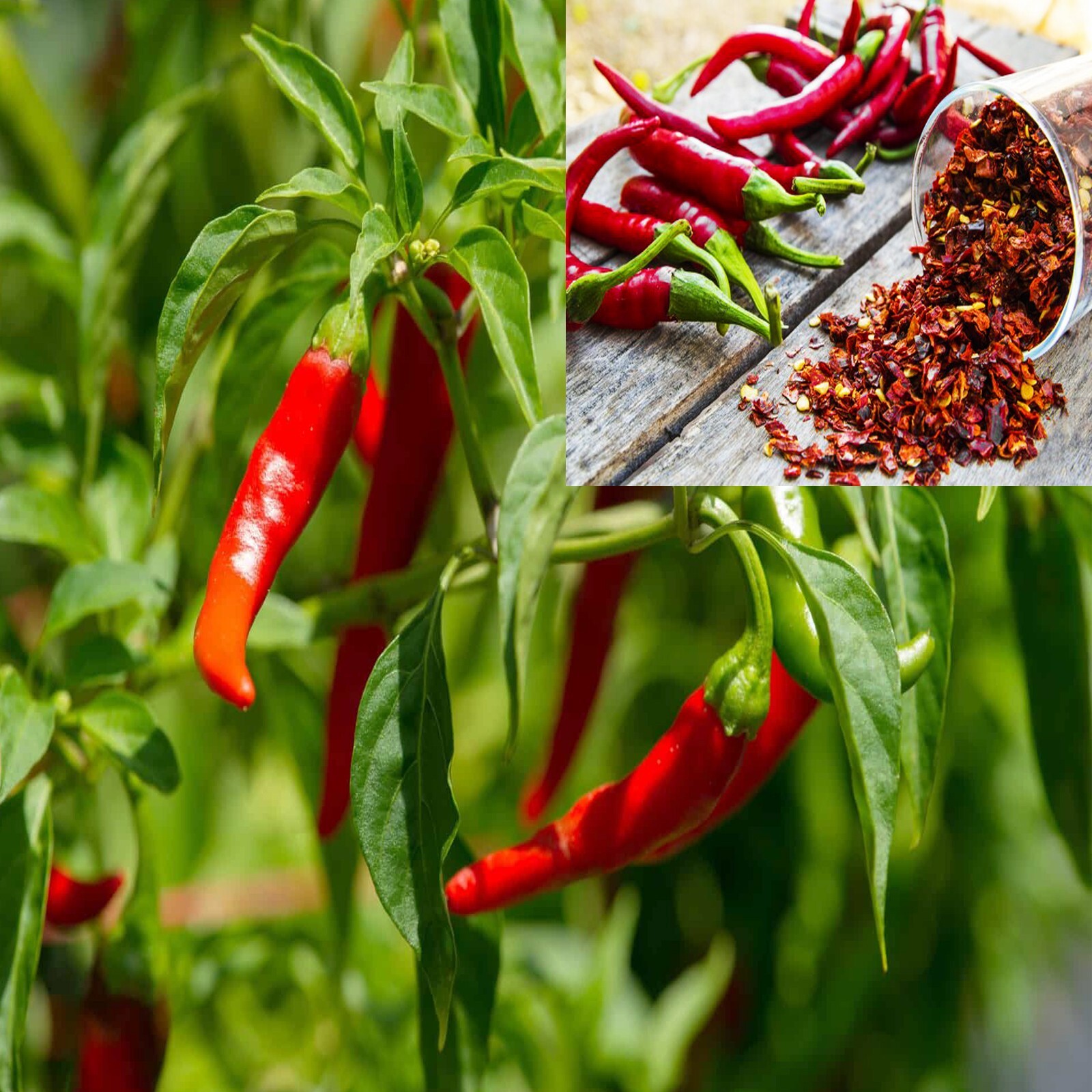 Hot Crushed chili Dried Red Chili Flakes Ground Spice Chili Pieces Pepper 500g