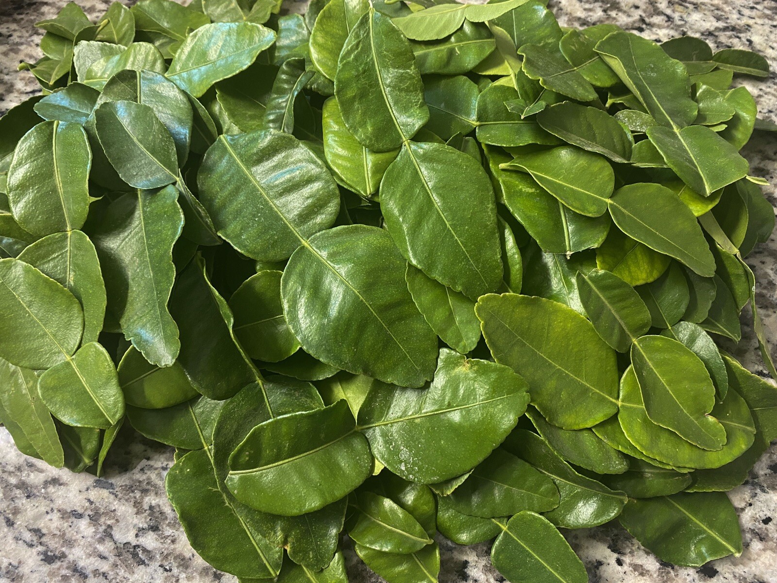 Large Fresh Organic Kaffir Lime Leaves 3 oz (80+ ct) Picked Prior To Shipping