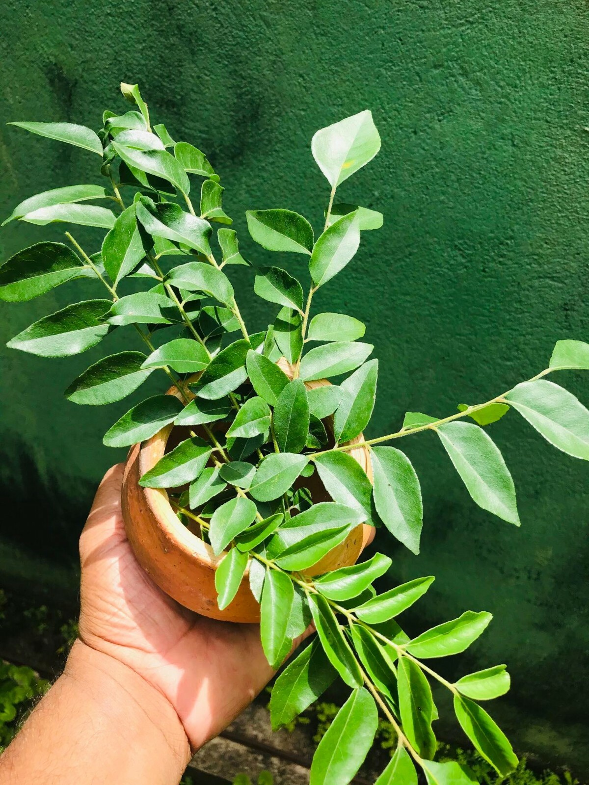 Sun Dried Curry Leaves 100g Home Grown 100% Organic Murraya Koenigii Ceylon