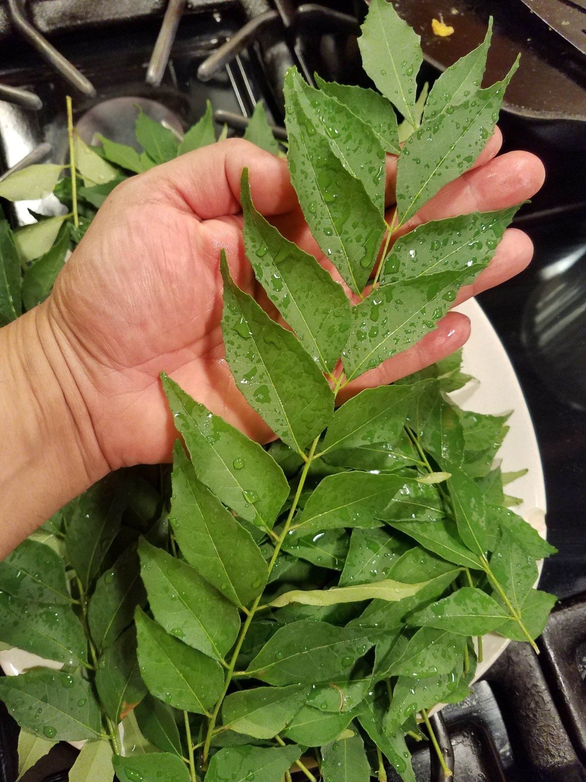 USA Organic Fragrant Fresh CURRY LEAVES Murraya koenigii Herb 20 Stems