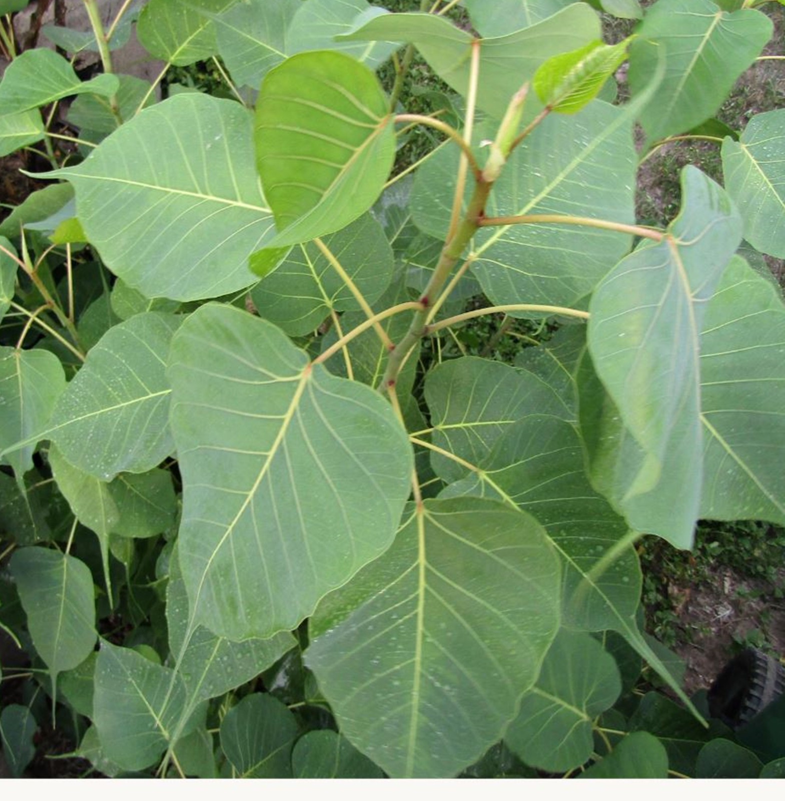 Fresh Bodhi Leaves – Sacred Fig, Peepal, Ashwatha, Alamo, bồ đề US Grown Crafts