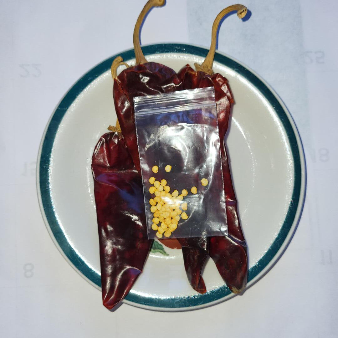 50+ Seeds Dried Fresh Chili Guajillo Pepper AKA Chile Cacabel Seeds. See Photos!
