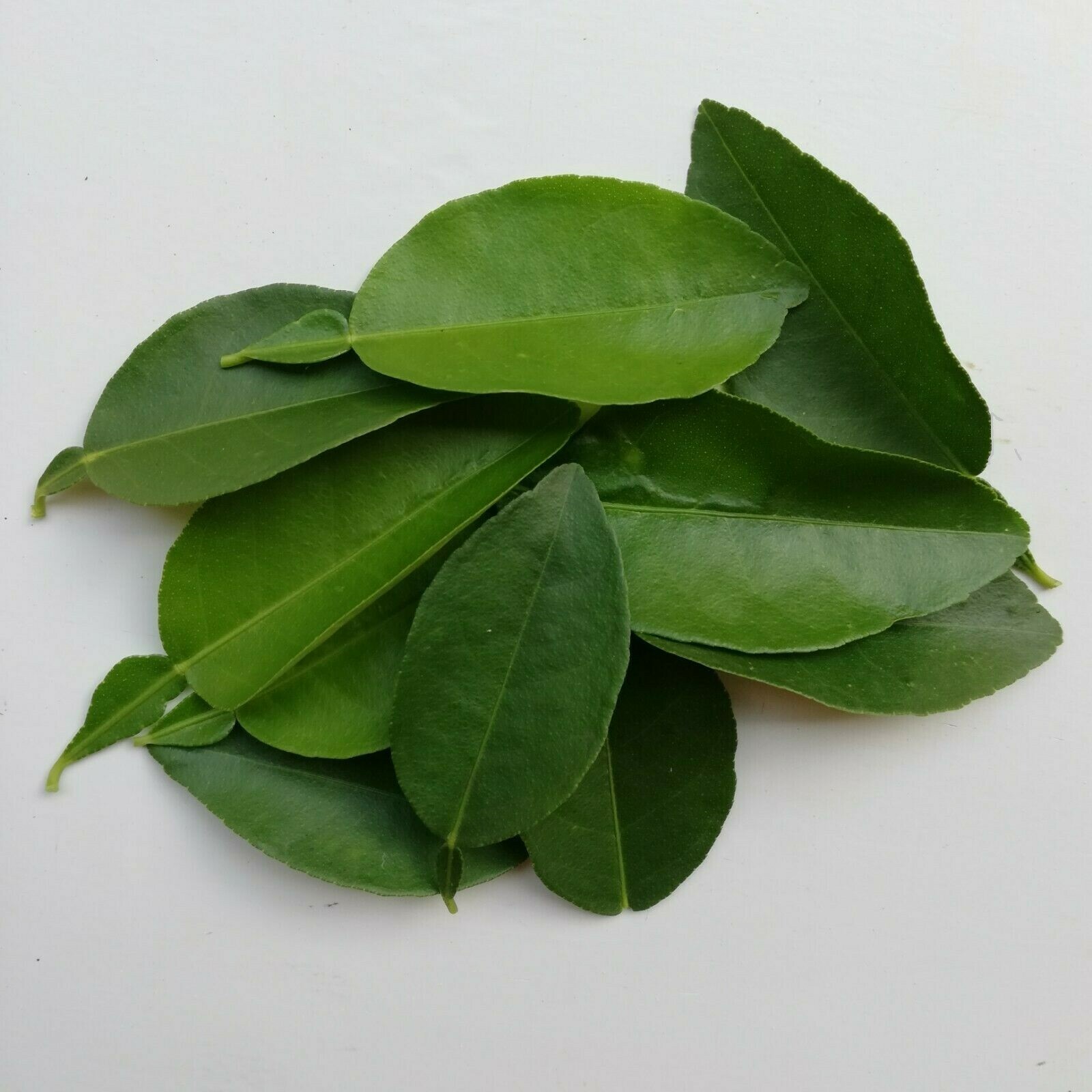 Dried Lime Leaves (Kaffir) 100% Organic Natural Premium Herb Spices Ceylon