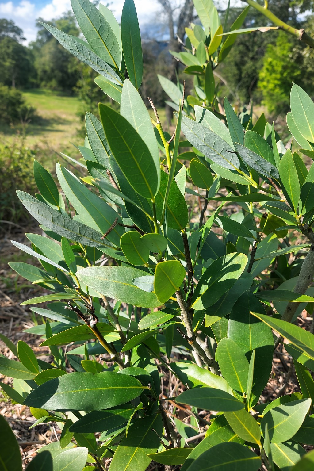 Fresh Organic Bay Laurel Leaves from the Sierra mountains in California 50pcs