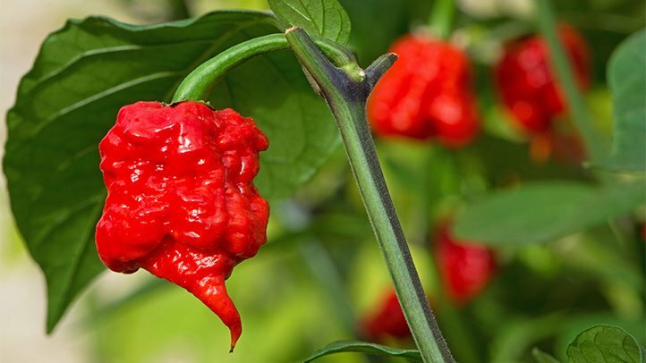 Very Hot Pure Carolina Reaper Pepper Powder 0.5 OZ (14 g) – Limited Qty