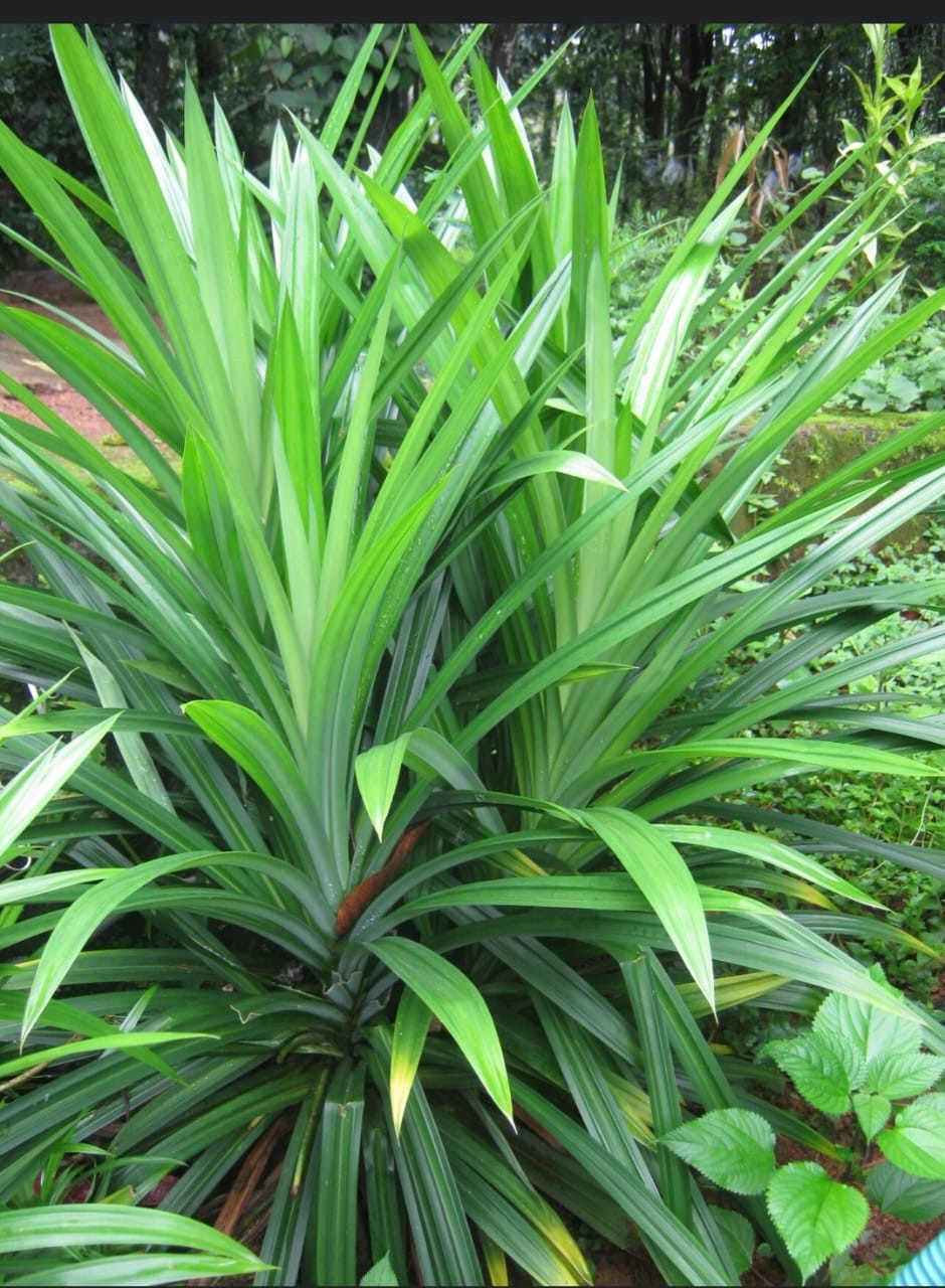 Natural Fresh Pandan Leaves Authentic Asian Herb for Desserts and Cuisine