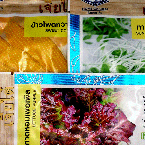 sweetcorn / LETTUCE PURPLE / Sunflower Microgreens
