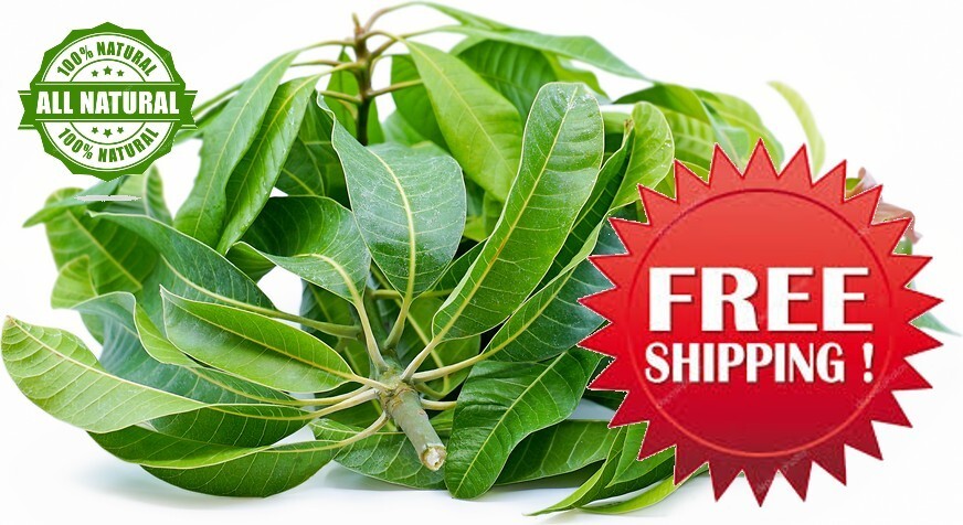 Natural Home made free shipping Fresh Dried Mango leaves 100% Organic Medicine