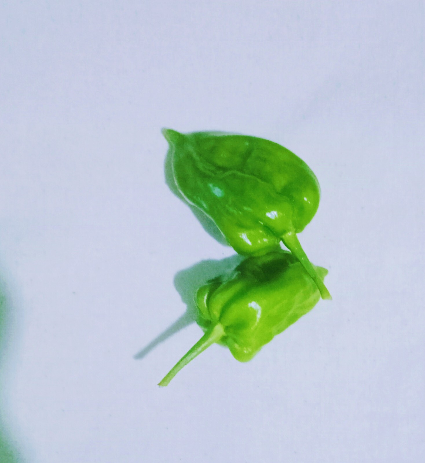 Dried Scotch Bonnet Pods Srilankan 100/% Natural -20Pods