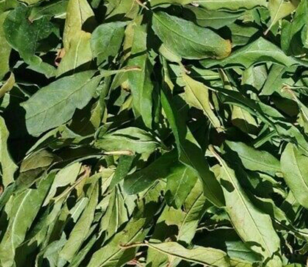 Pure Natural Dried Pomegranate Leaves, Herbal Organic Handmade Premium Tea , Org