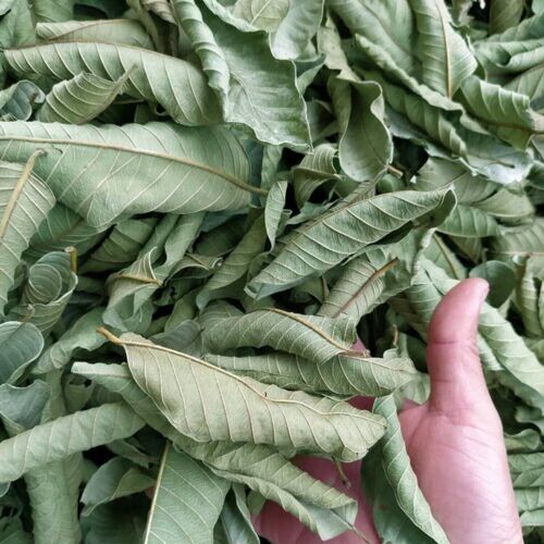 100% organic dried mango leaves