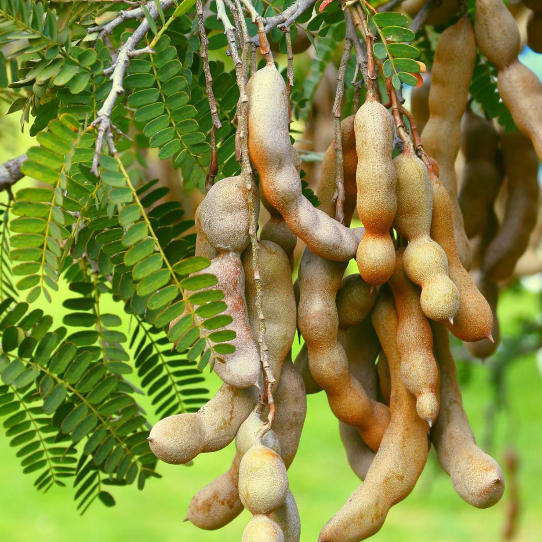 Fresh Tamarind Fruit Paste | Ceylon 100% Pure Organic Healthy Dietary Herbal
