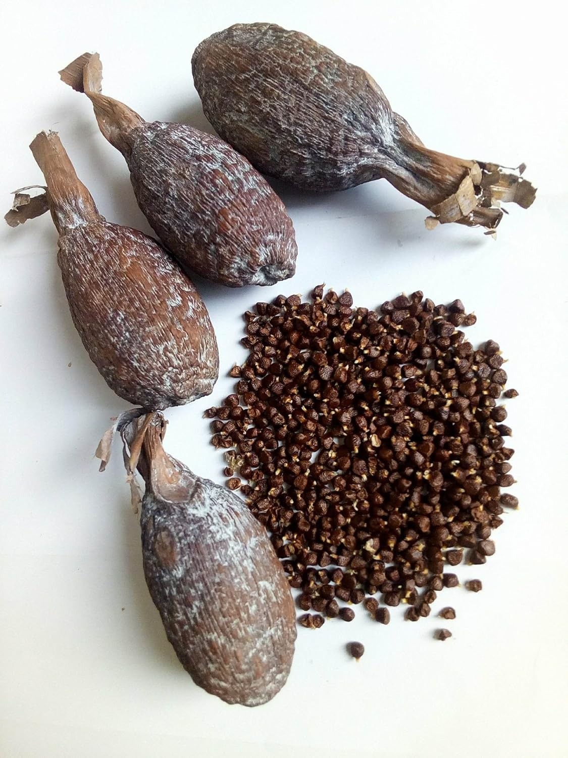 Dried Alligator Pepper – Sun‑Dried Premium Pods – Nigeria Export, Bulk & Retail