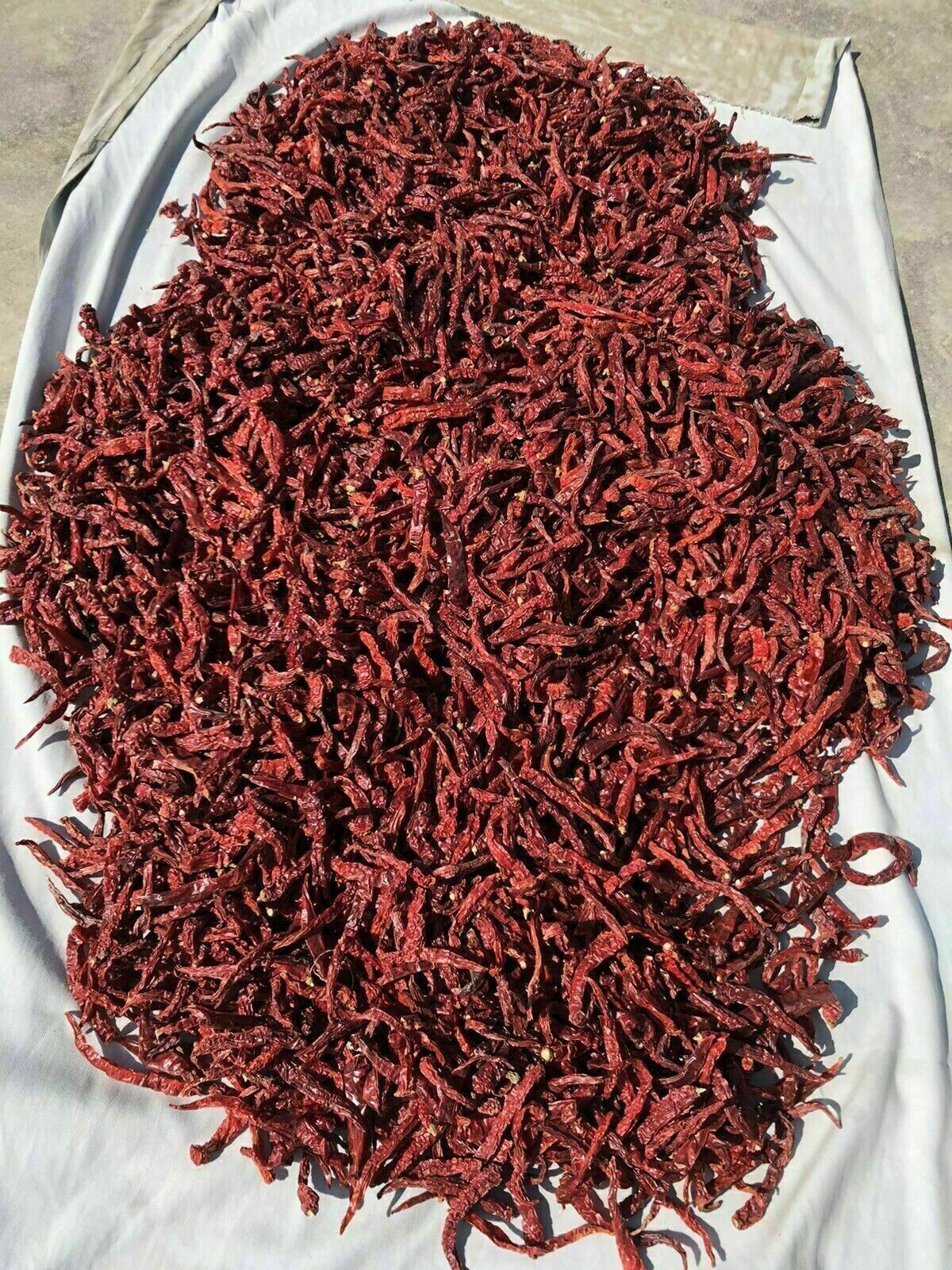 Jodhpuri Mathania Red Chilli Whole, Lal Mirch Sabut Best for Mutton 50gm /1.76oz