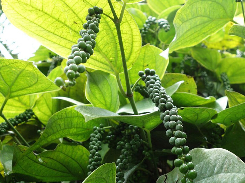 Pure Ceylon Black Pepper(Piper nigrum) Powder High Quality Organic Free Shipping