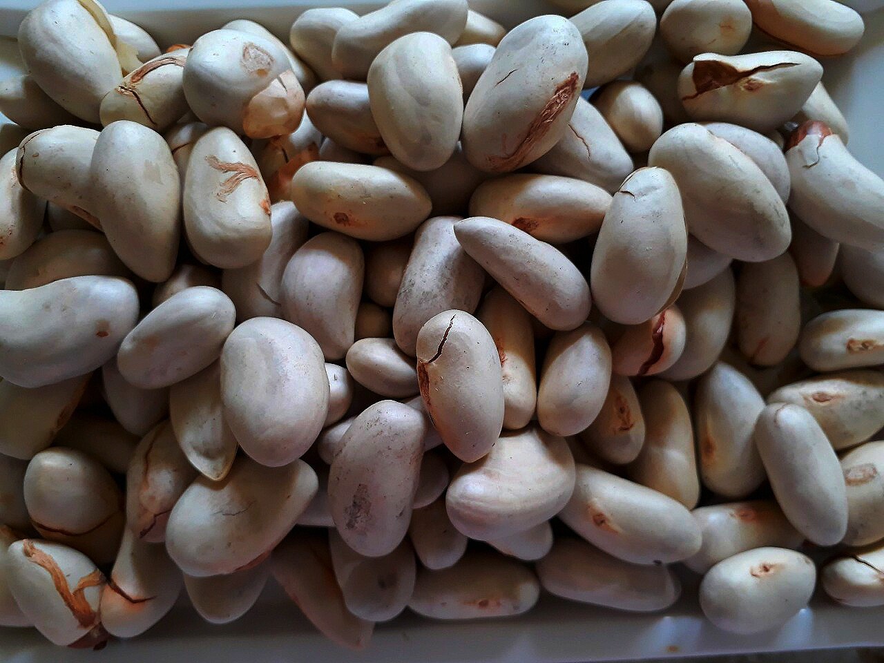 20 Jack Fruit Seeds Organic Tropical Fresh Sri Ceylon 100% Natural Free Shipping