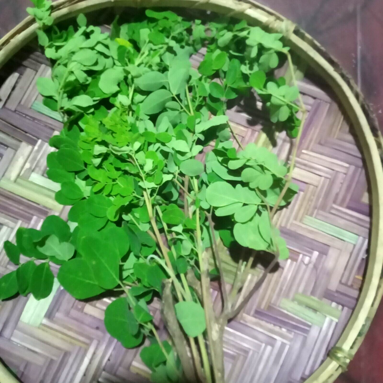 Ceylon Dried Moringa (drumstick) Home Made Leaves Organic Natural Fresh Herbal