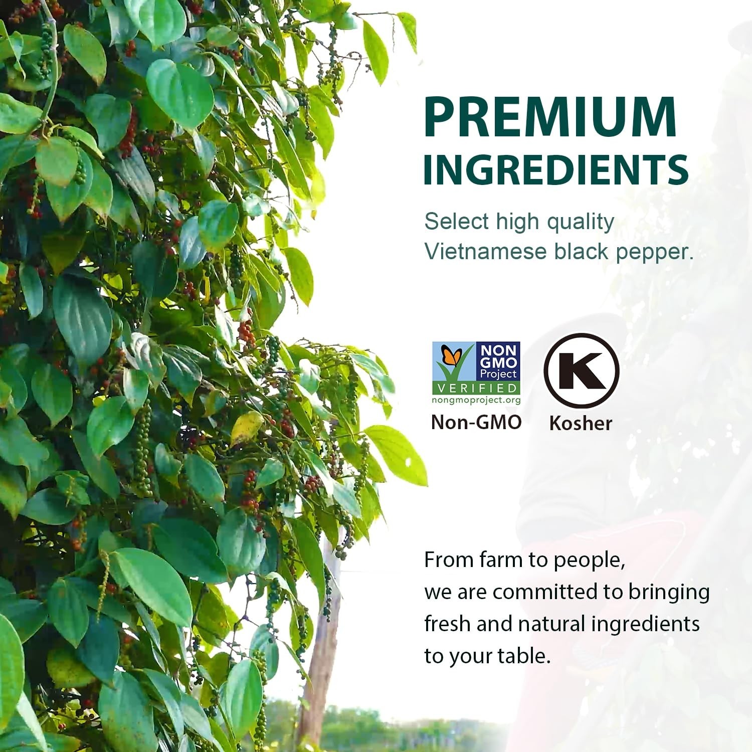 Black Peppercorns 8oz Non-GMO Kosher Whole Pepper for Grinder Refill Fresh