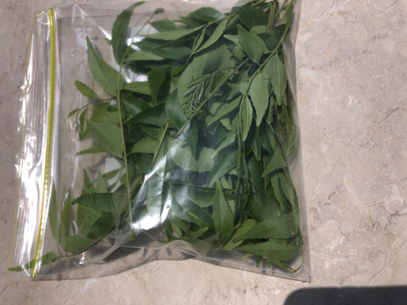 30 GRAMS FRESH AROMATIC CURRY LEAVES (Murraya Koenigii) (HOME GROWN)