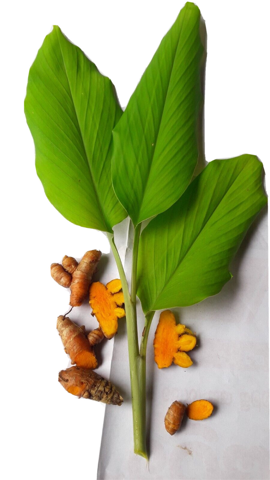 Turmeric Root Powder 100% Premium Dried Quality Organic Pure Natural Ceylon