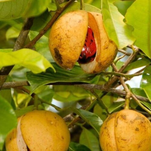 Ceylon Dried Nutmeg Mace Ayurveda Herbs herbal Spices Best Quality Organic 40g
