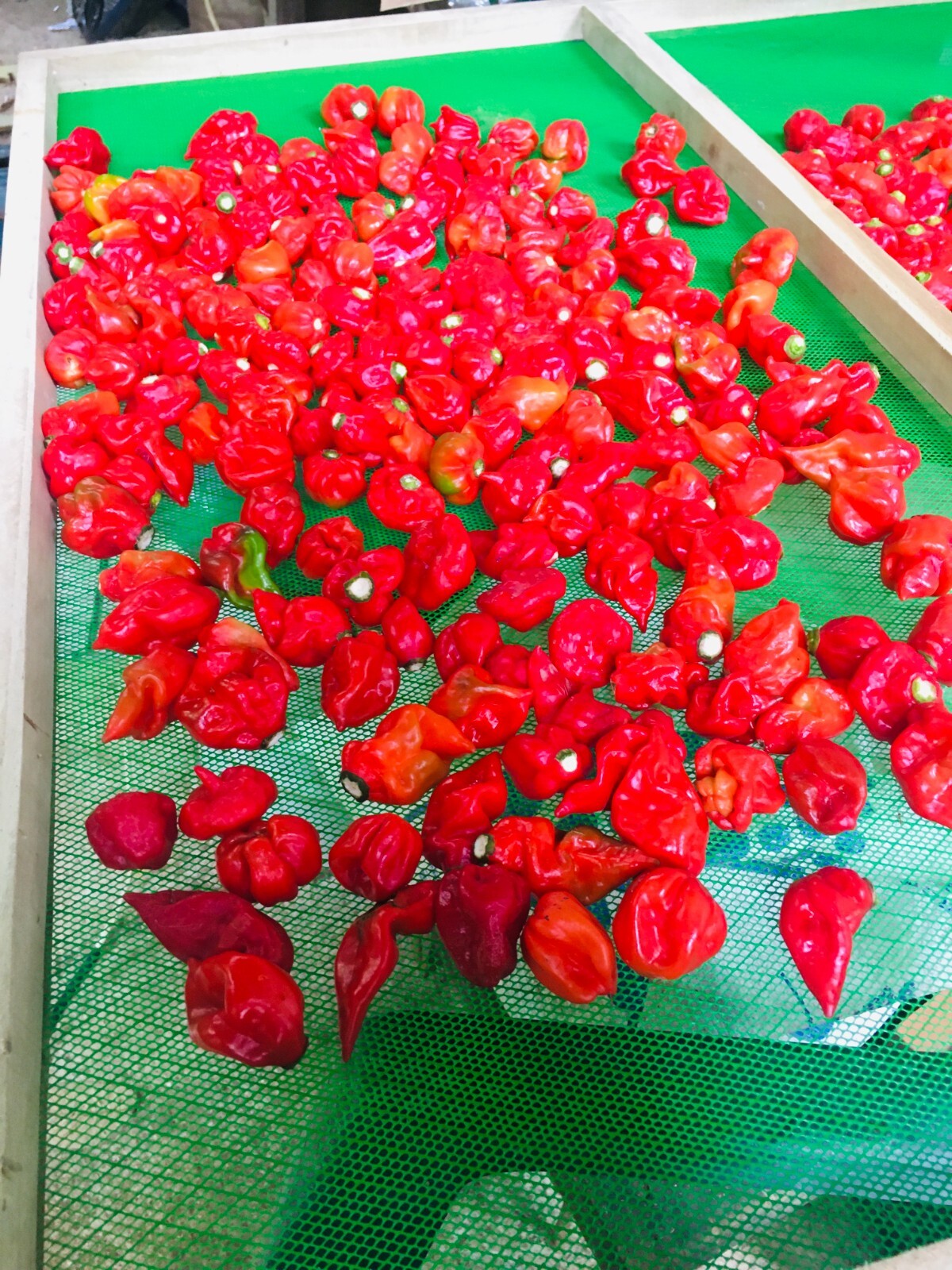 65 Dried Carolina Reaper Pepper Pods World Hottest Best Quality