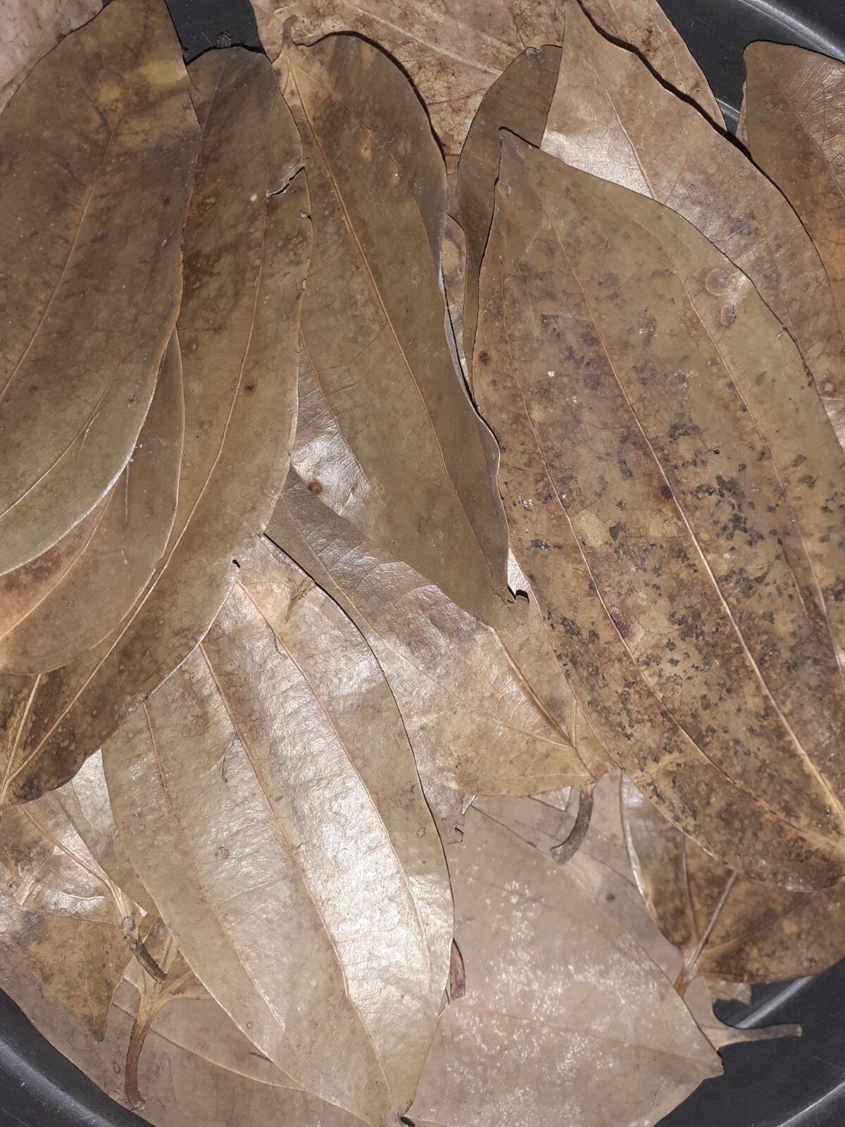 Dried CINNAMON LEAVES 100% Organic Pure Ceylon Premium Quality Herbal Leaf 100