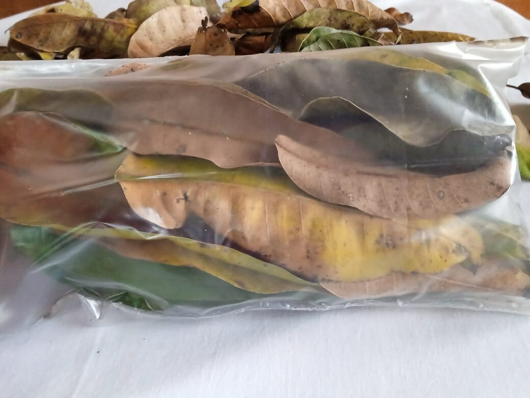 Dried Mango Leaves Quality 100% ORGANIC Herbal Natural Fresh Mango Leaf