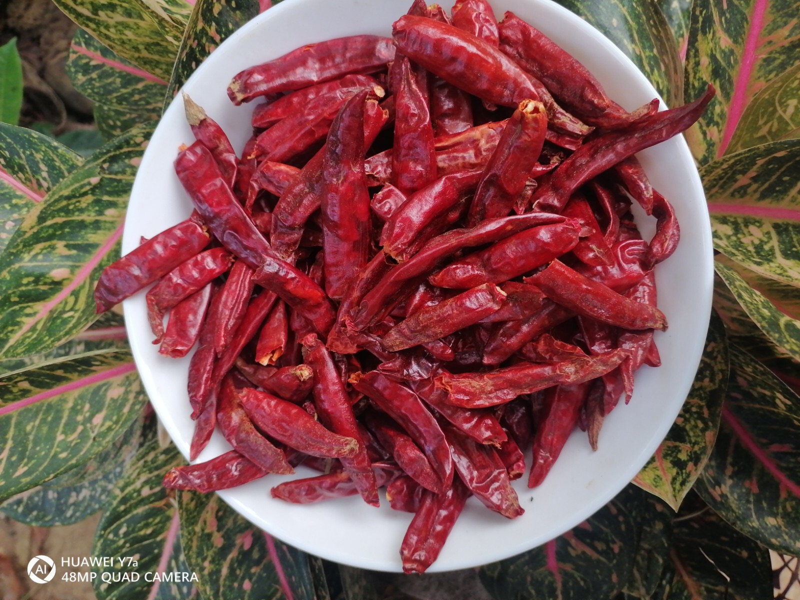 Ceylon chilli pauder 100% organic 50g natural pure spices red chilli