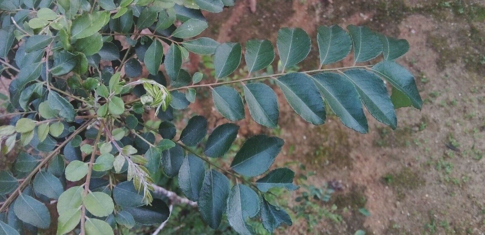 Fresh Dried Curry Leaves hojas de curry free shipping