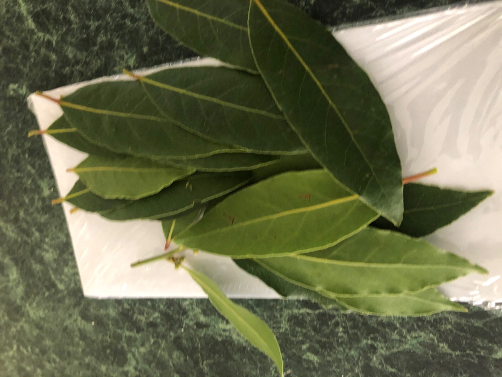 30 GRAMS FRESH BAY LEAVES Laurus Nobilis) (HOME GROWN)