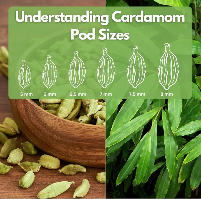 Organic 7-8 MM Green Cardamom Pods-Handpicked from Kerala, India – Fresh & Aroma