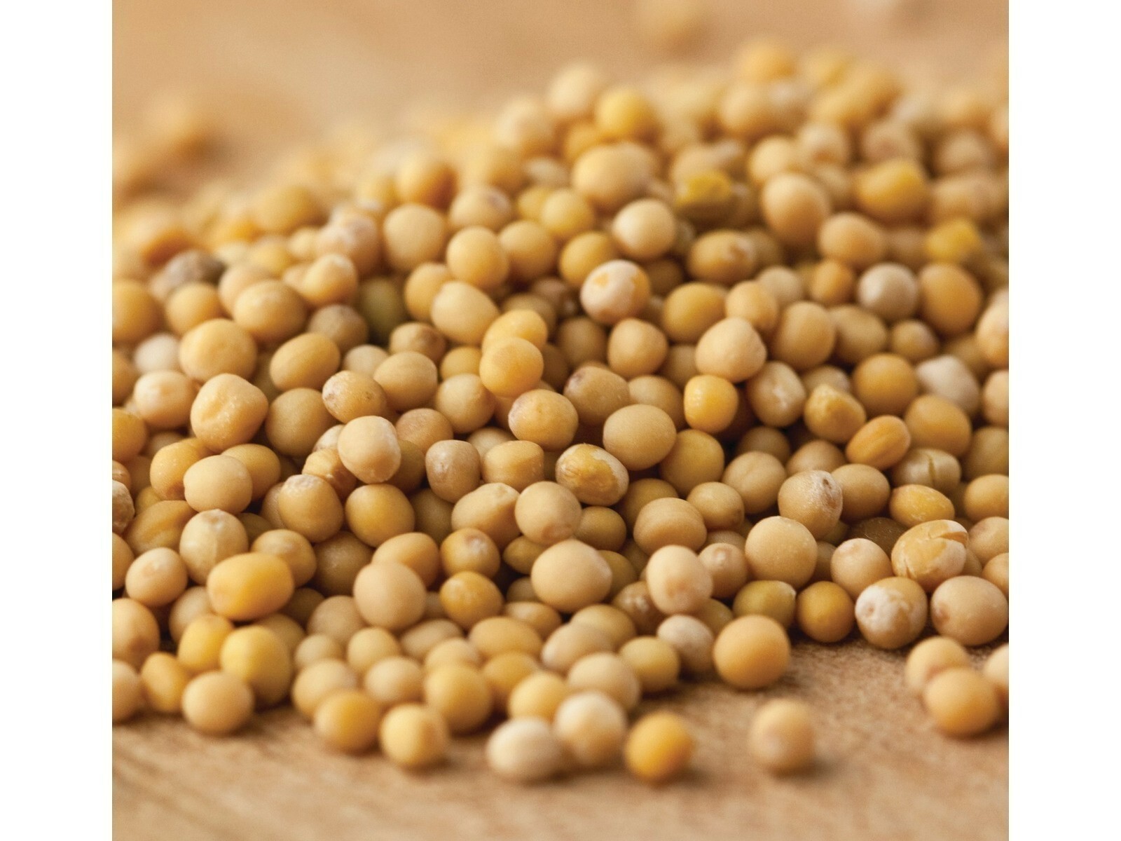 Mustard Seeds Spice Spices Seasoning 2 Pounds Free Shipping