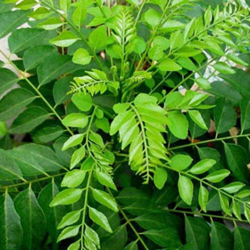 Curry Powder Leaves Organic Dried Natural Ceylon Pure 100% Fresh Quality 100g