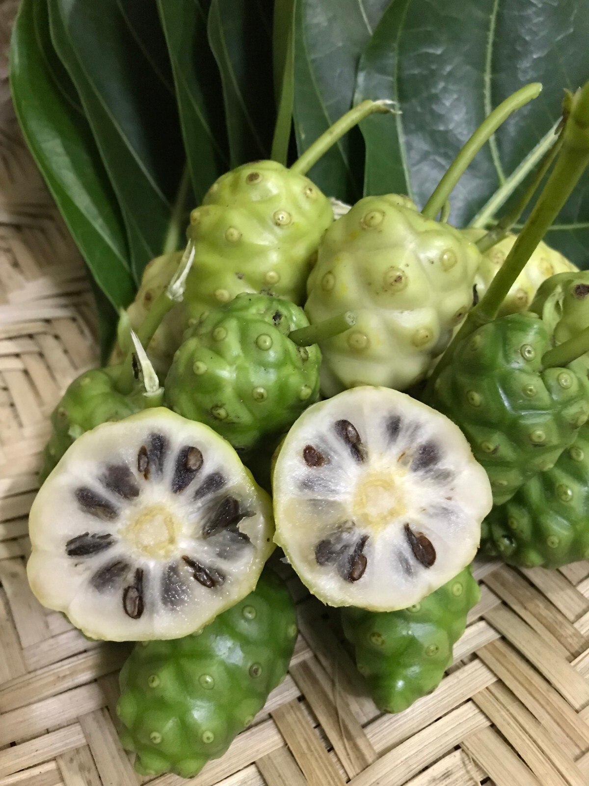 50pcsDry Noni leaves herbal tea 100% organic healthy drink (morinda citrifolia)