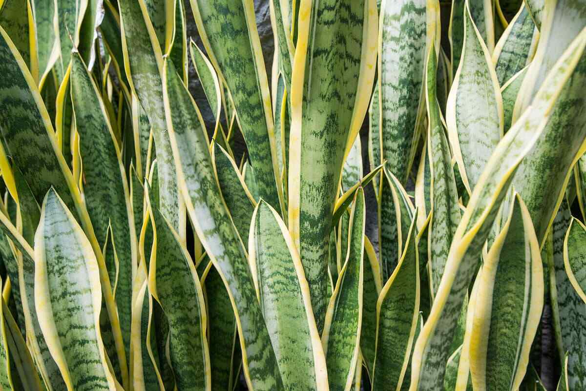 Snake Plant Dried Herb Niyanda Dracaena zeylanica Sansevieria 3.5-26.5oz