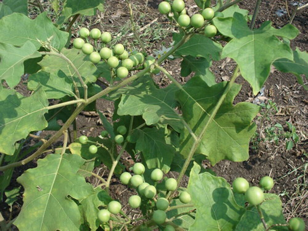 60+ Turkey Berry Leaves – Solanum Torvum Organic Sun‑Dried Pure Herbal