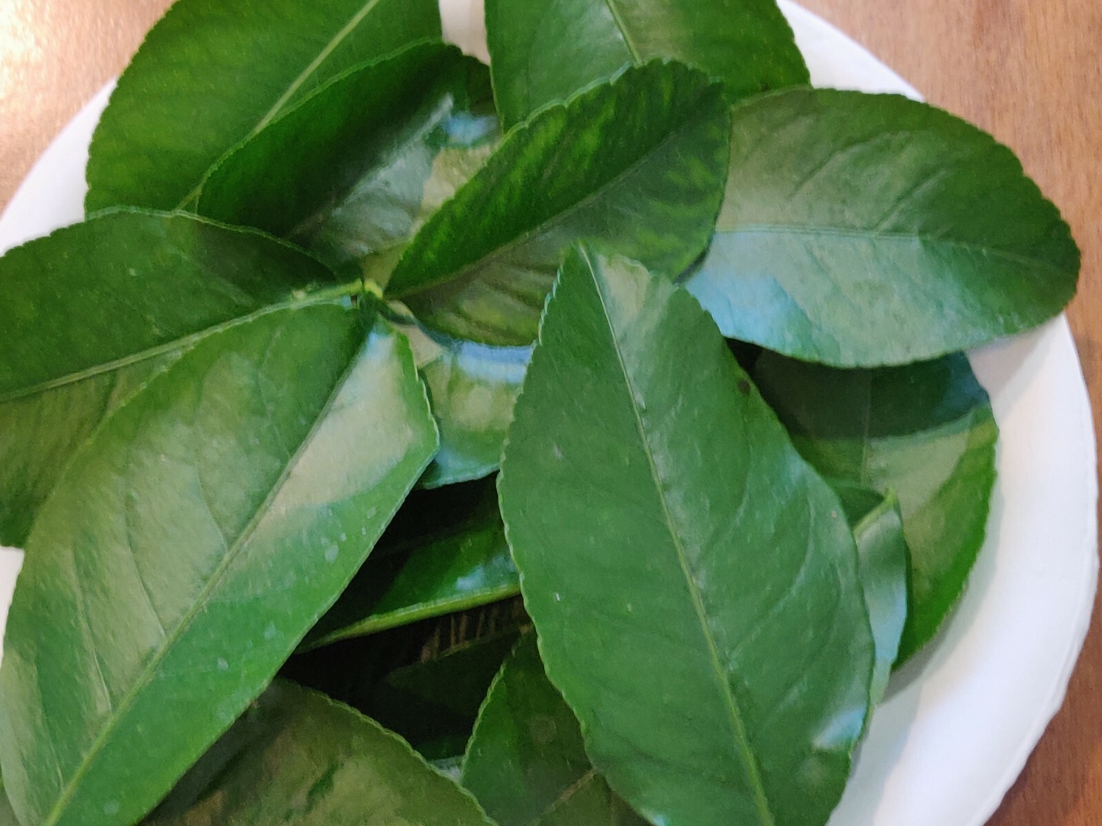 100 HOJAS DE LIMON ORGANICAS FRESCAS 100 FRESH ORGANIC LEMON LEAVES