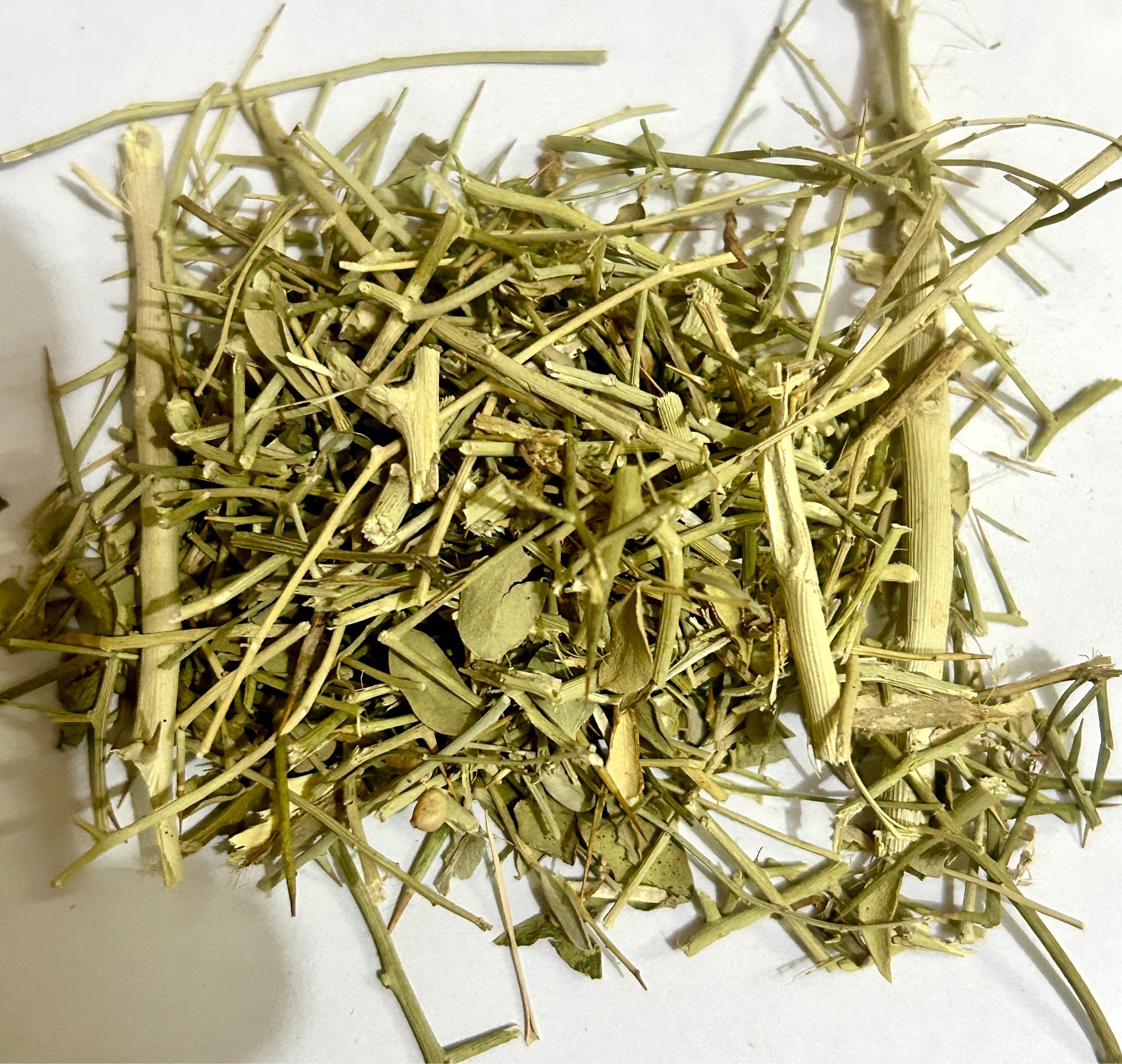 Desert Fagonia-Dhamasa- Damasha- Dhamaasa