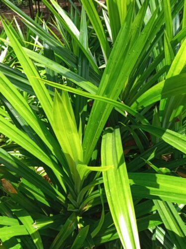 Sun Dried Pandan Leaf Pure Natural Organic Fresh dry Sri Lankan Pandan (Rampe)