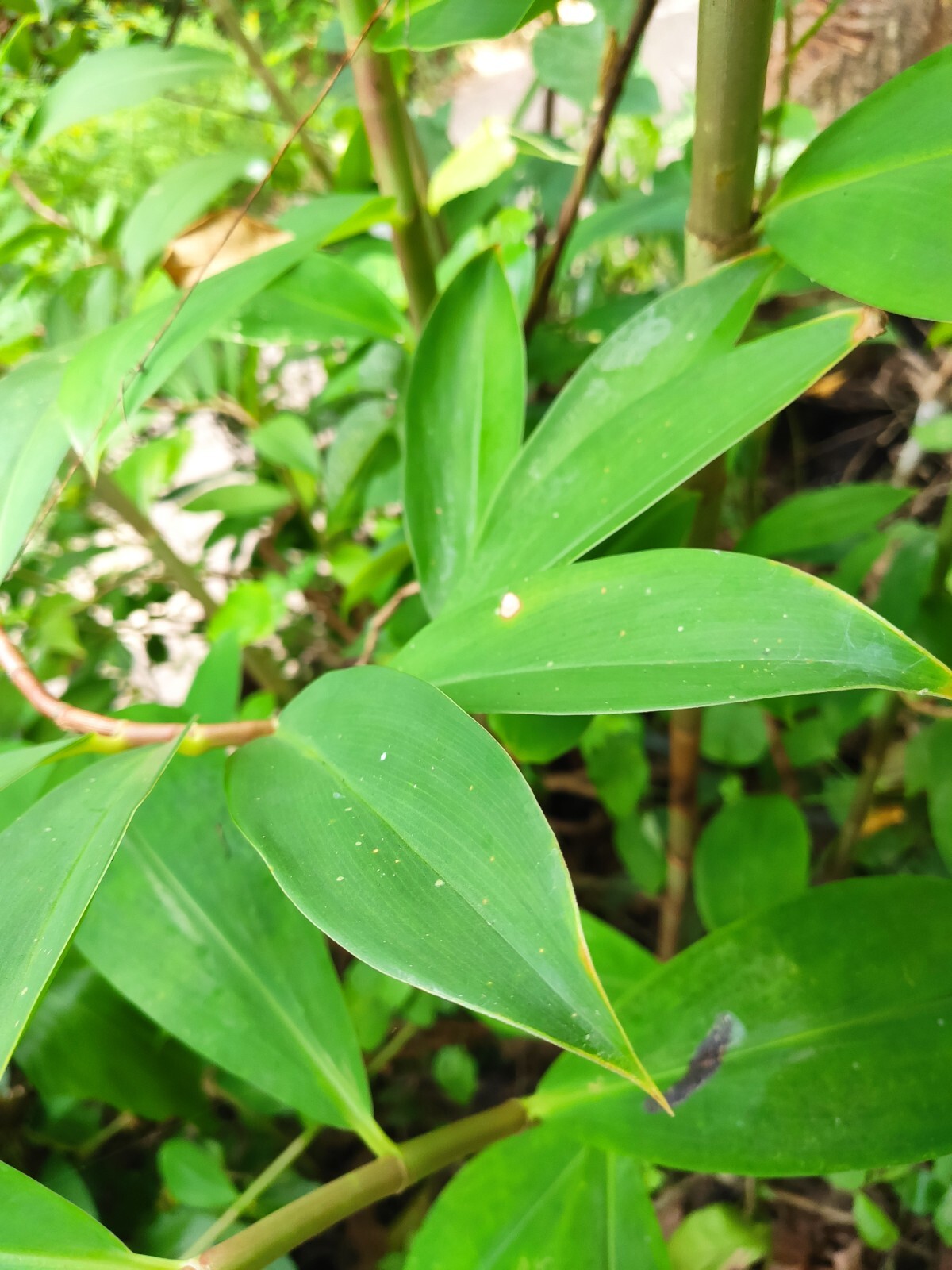 Dried Thebu Leaves DIABETIC Insulin best Ayurvedic CANEREED Speciosus Tea Drink
