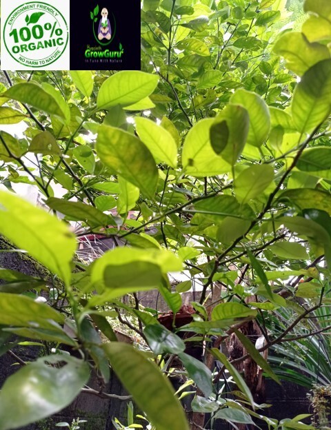 Ceylon Natural Quality Fresh Dried Lime(Lemon) Leaves 50g-1Kg Pure Organic 100%