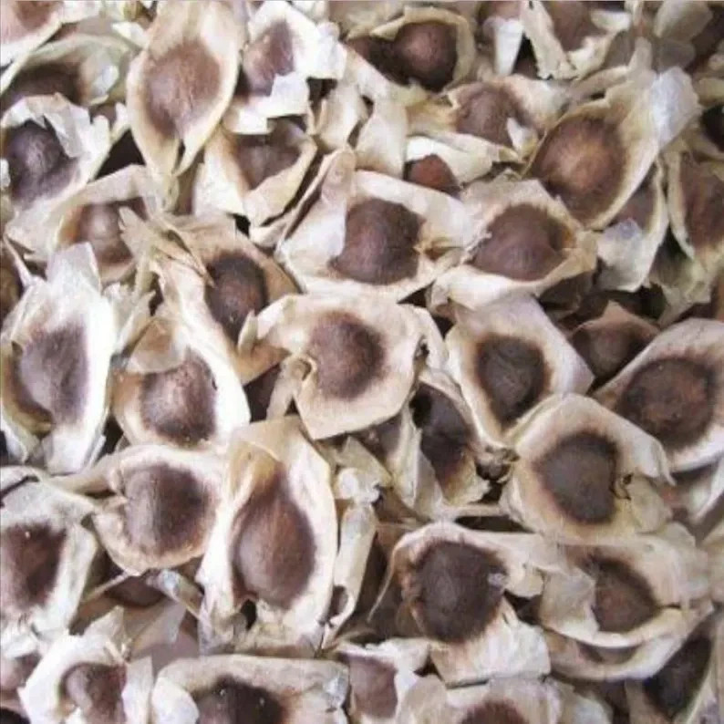 Organic Moringa Seeds for Planting – Non GMO Drumstick Tree Seeds High Germinati