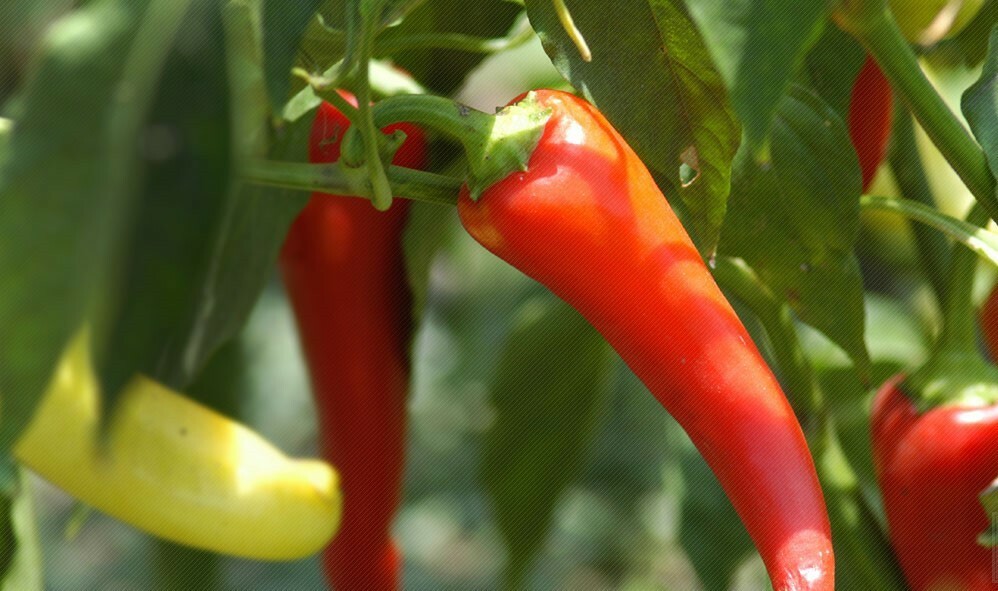African Bird Pepper (90m hu) 1 oz
