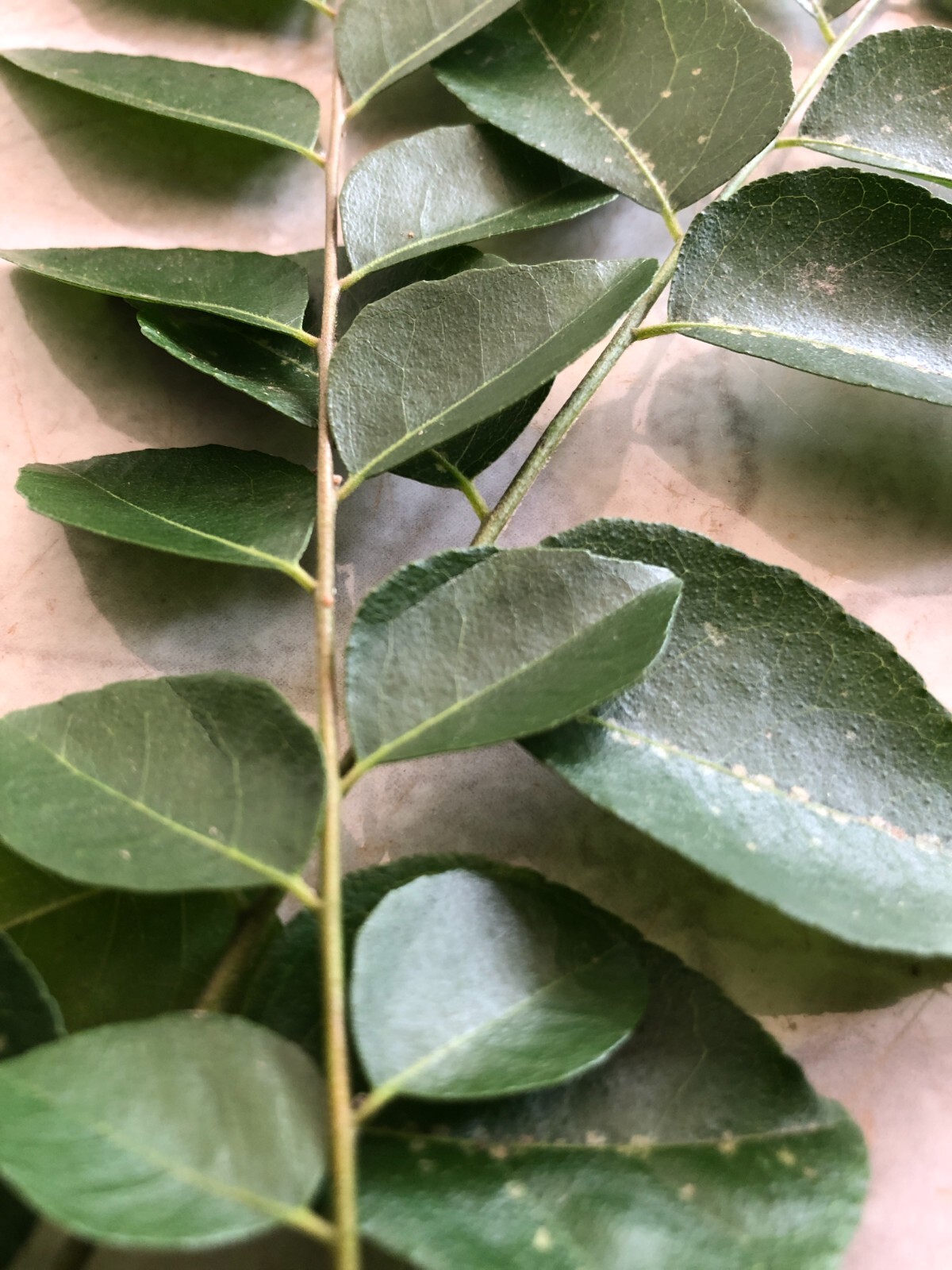 Curry Leaves 100% Organic Fresh Dried Premium Quality Herbs Sri Lankan Spice