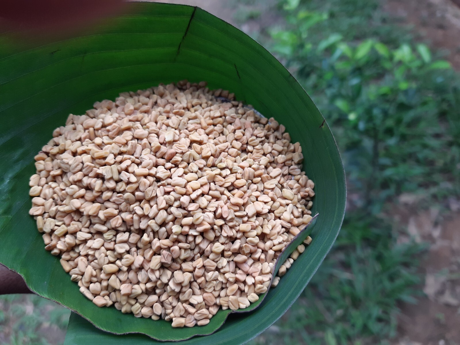 High quality Organic Fenugreek Seeds